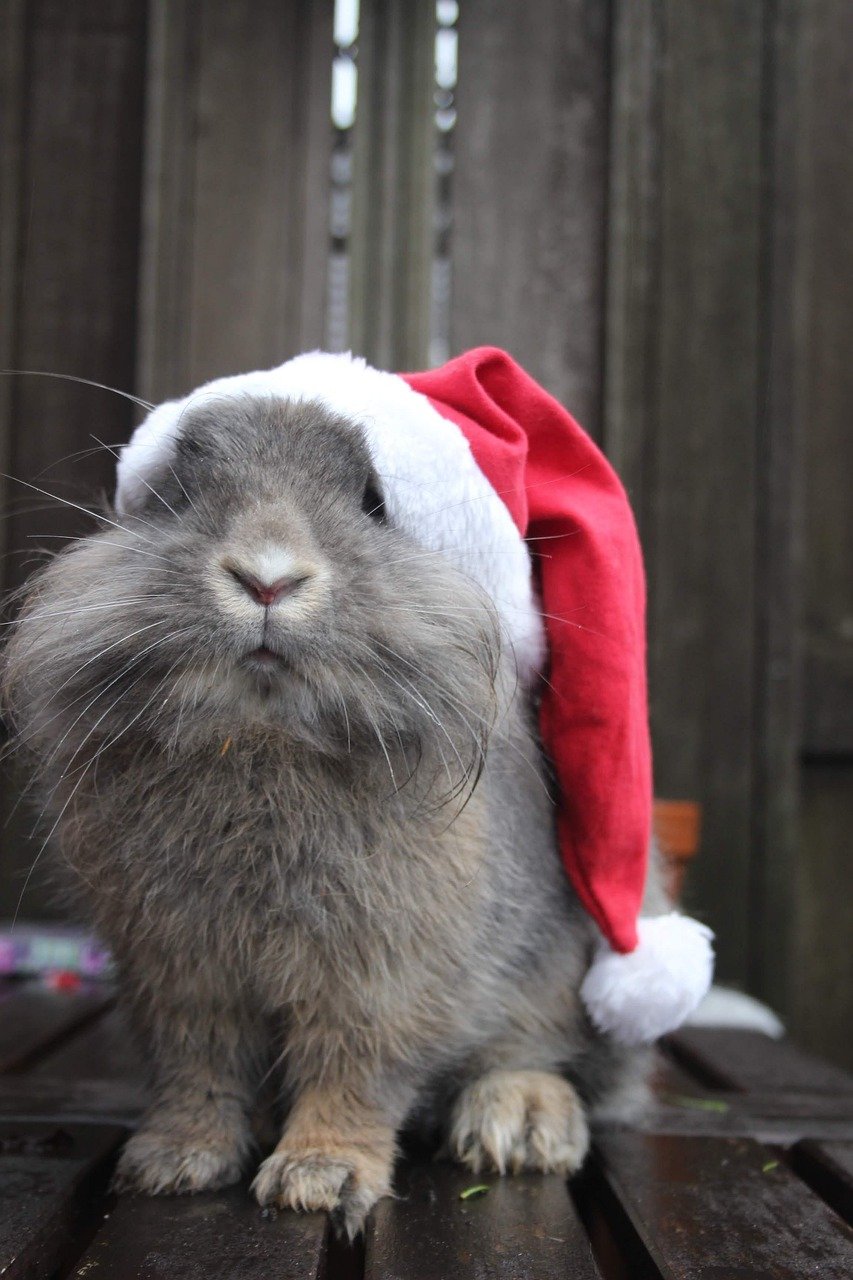 Image of a gray/brown rabbit wearing a Santa hat.